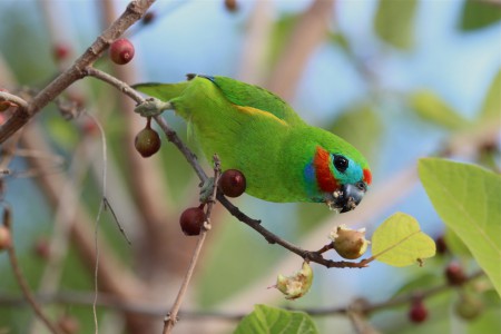 Macleay's (Double-eyed) Fig-Parrot Cyclopsitta diophthalma macleayana NC Act: Vulnerable
